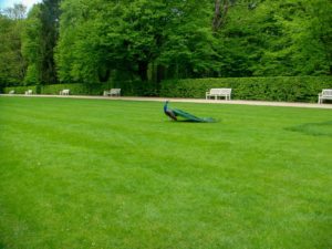 lawn care, lawn aeration, lawn care, aerate your lawn, aerate, when should I aerate my lawn, should I aerate my lawn, benefits to aerating your yard, aerate your yard, yard aeration