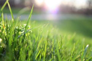 spring lawn care, lawn care, spring lawn, spring lawn tips, spring lawn care tips, lawncare, spring lawn care