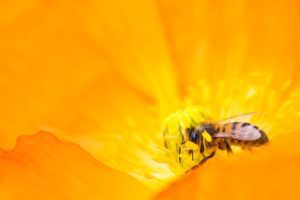 plants for pollinators, pollinator plant, pollinator flowers, flowers for pollinators, flowers for bees, plants for bees