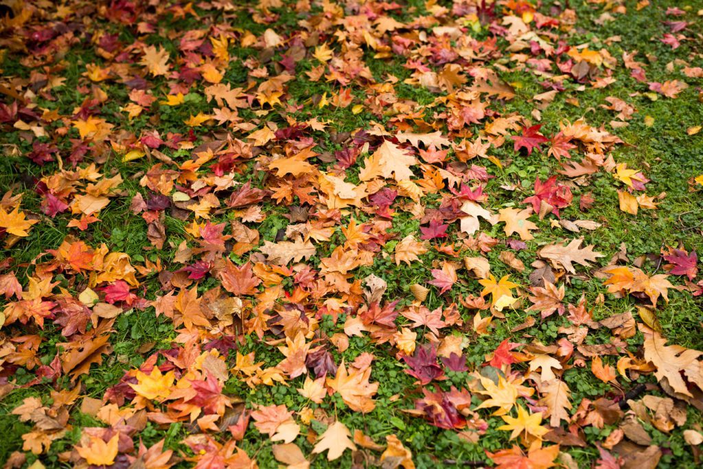 lawn maintenance, fall lawn maintenance, fall lawn maintenance tips, fall lawn tips, how to prep my yard for fall